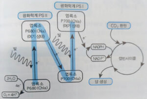 인공광합성 